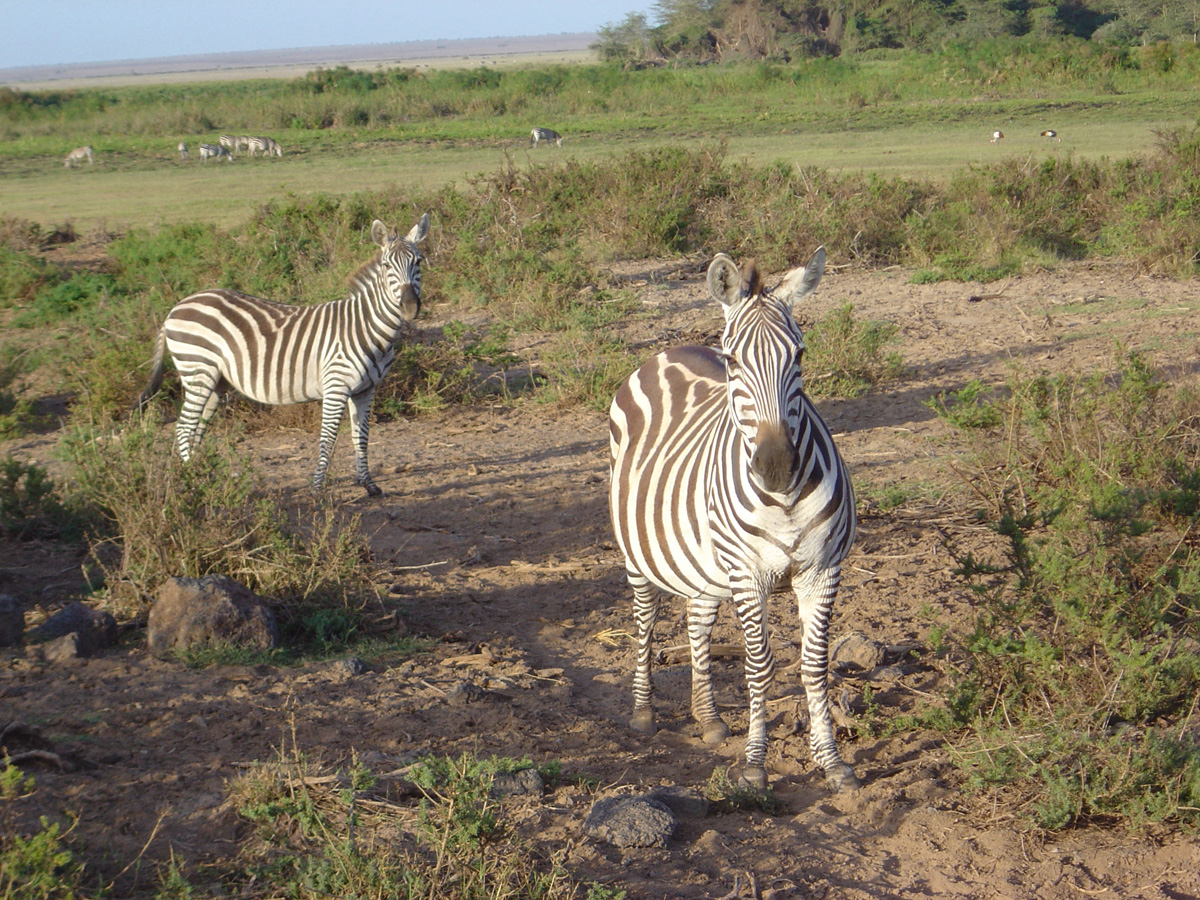 Amboseli National Park