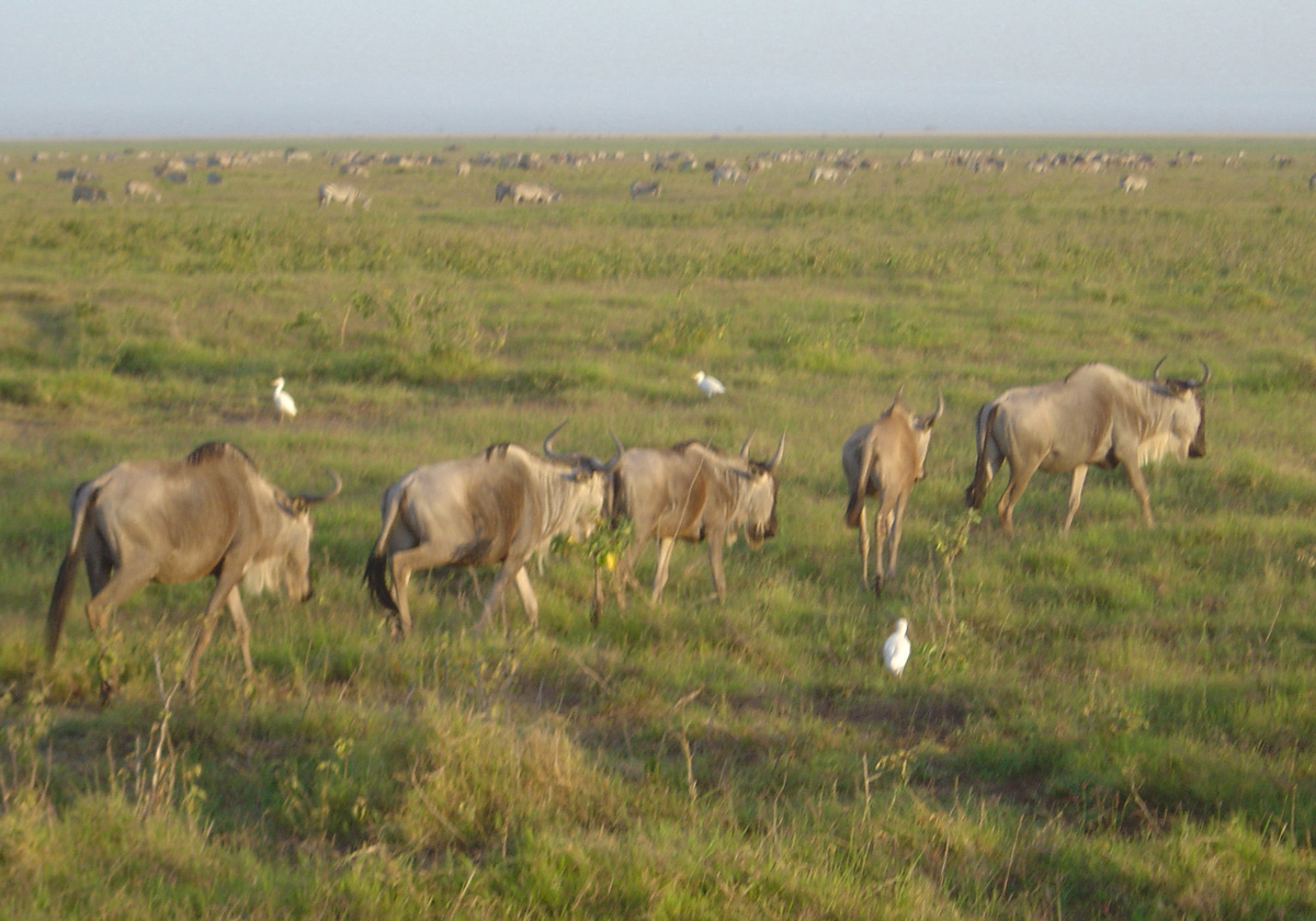 Amboseli National Park