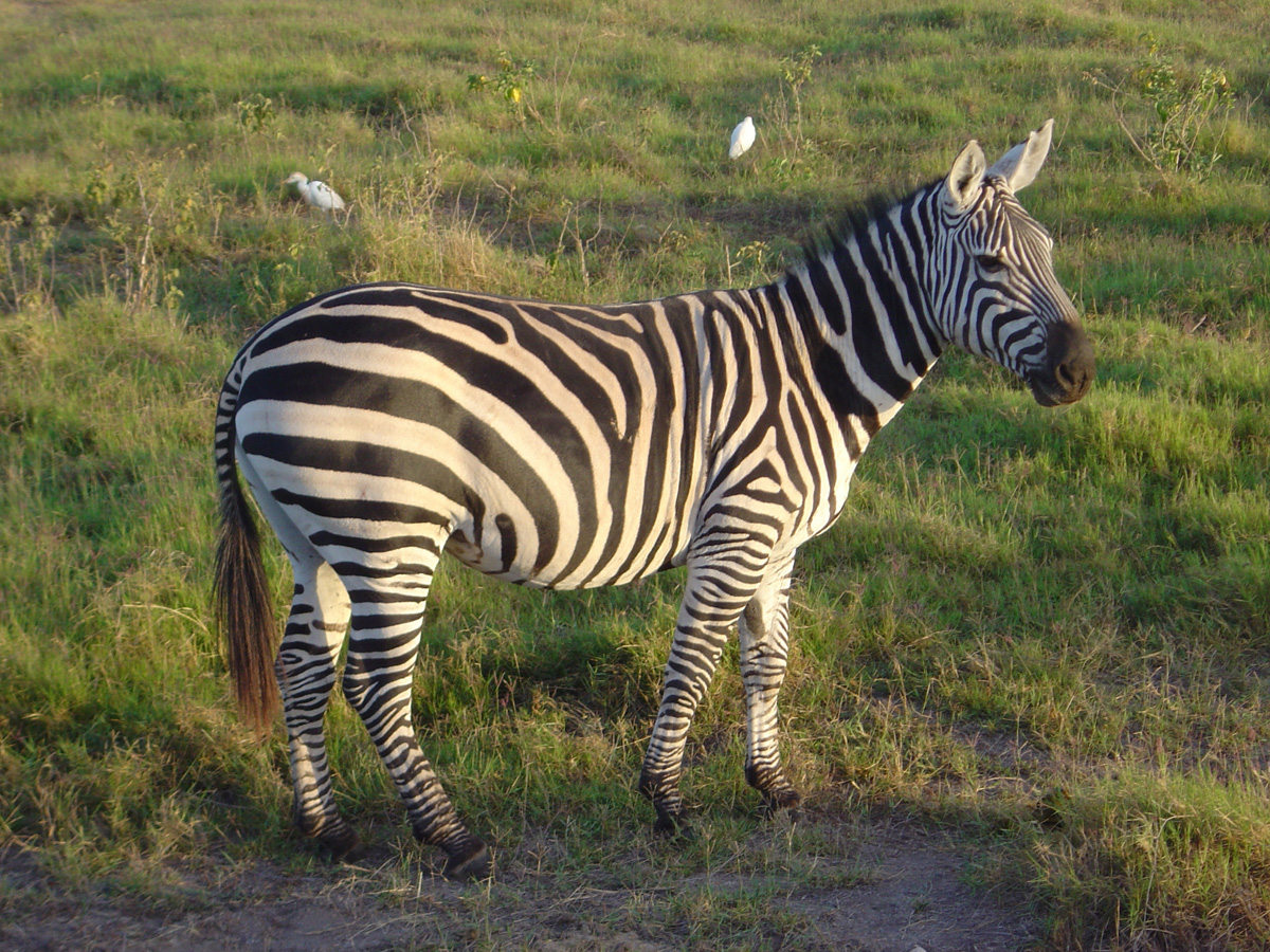 Amboseli National Park