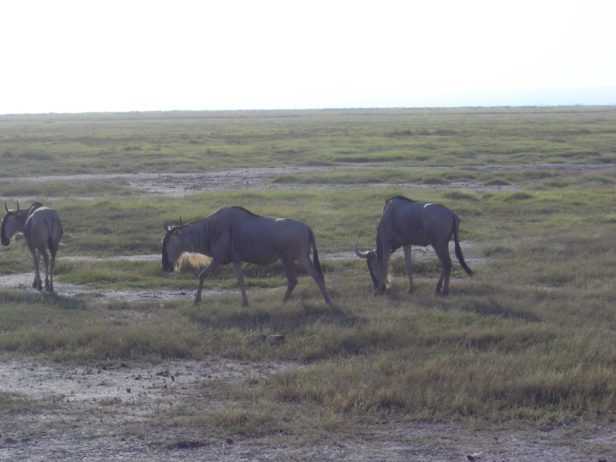 Amboseli National Park