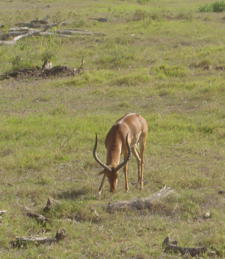 Amboseli National Park