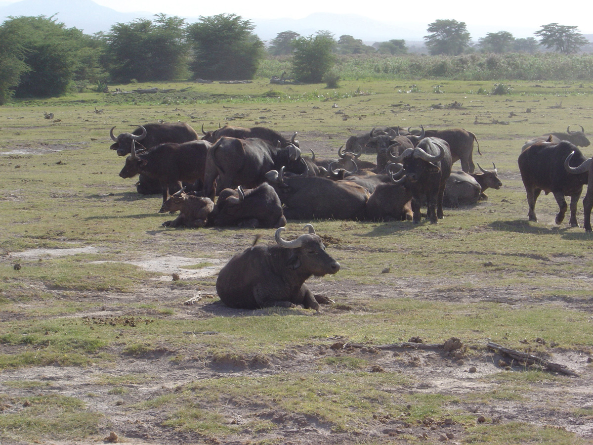 Amboseli National Park