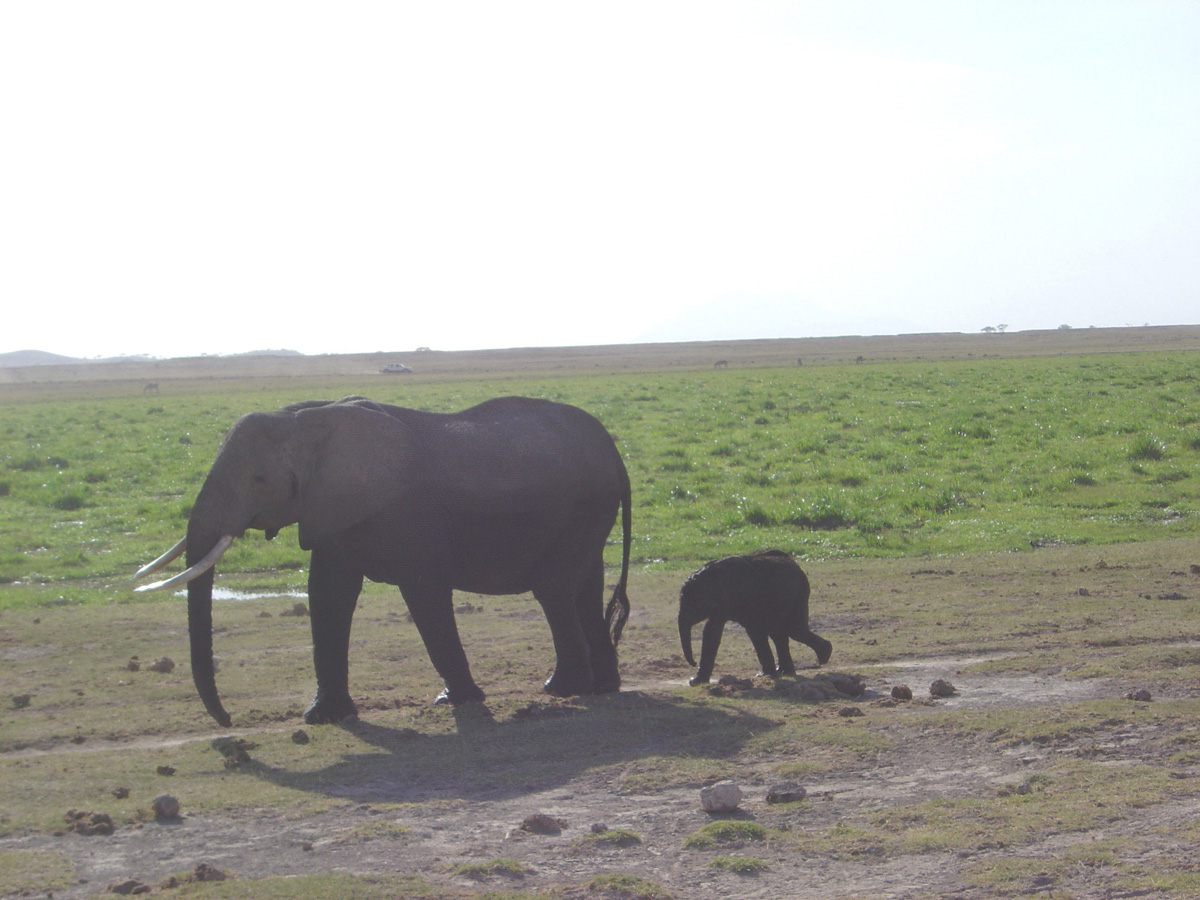Amboseli National Park