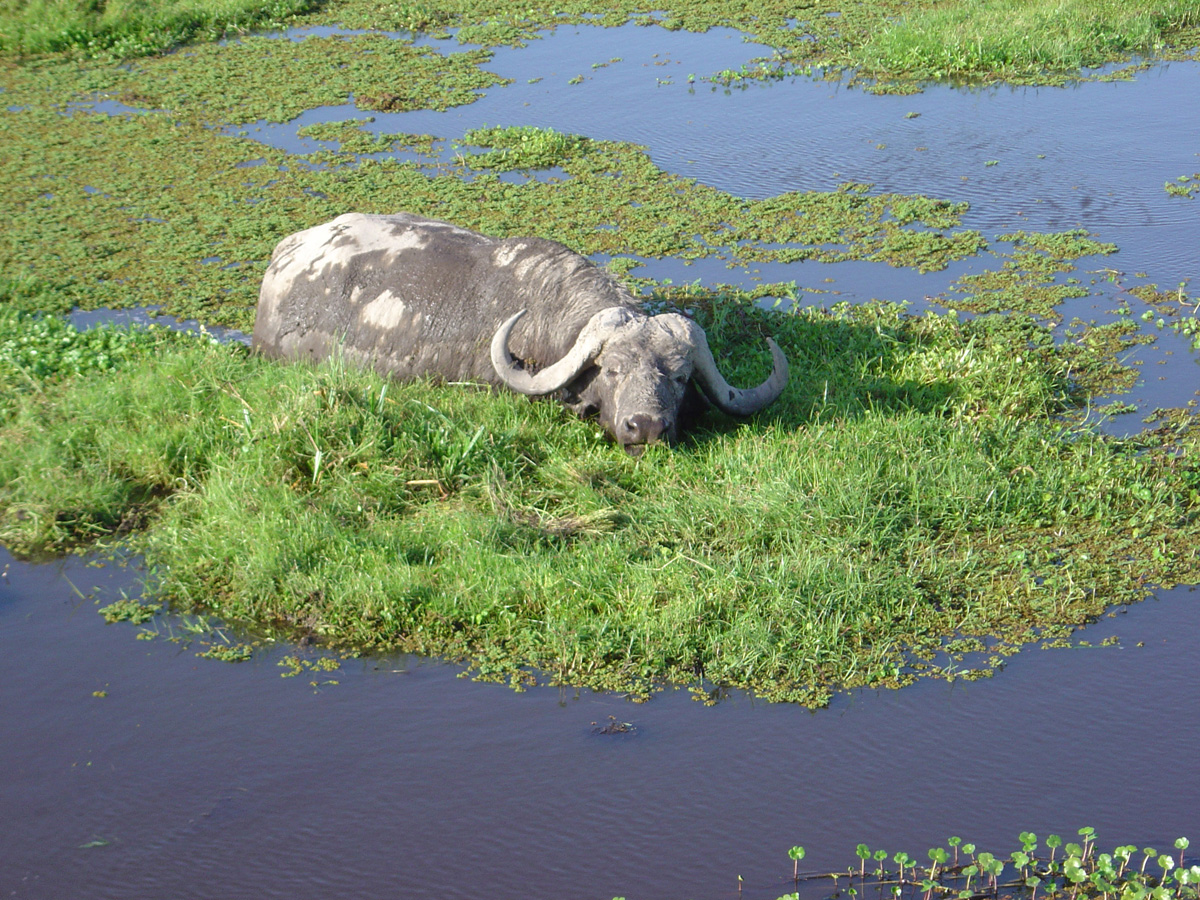 Amboseli National Park