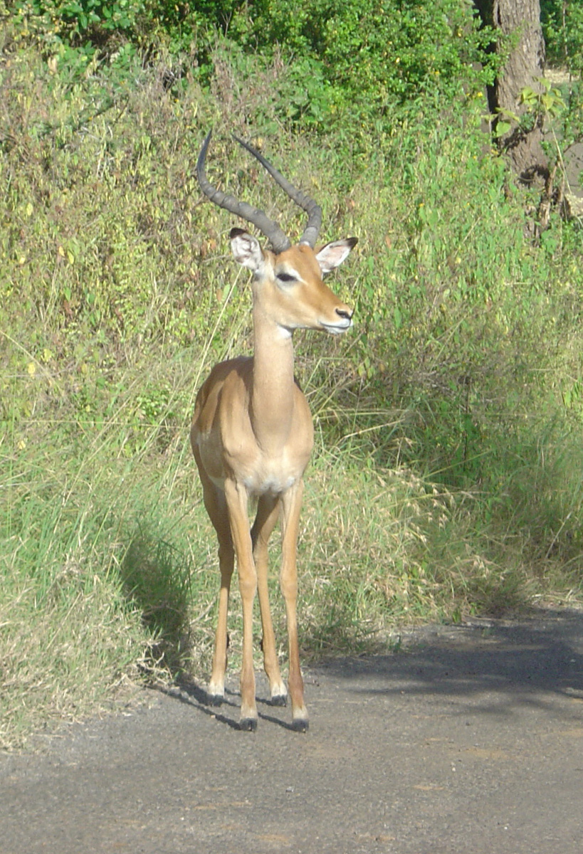 Nairobi National Park 2003