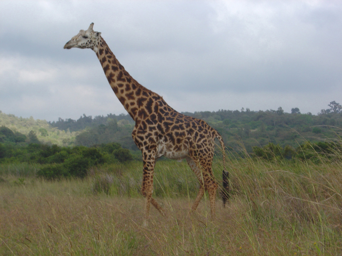 Nairobi National Park 2003