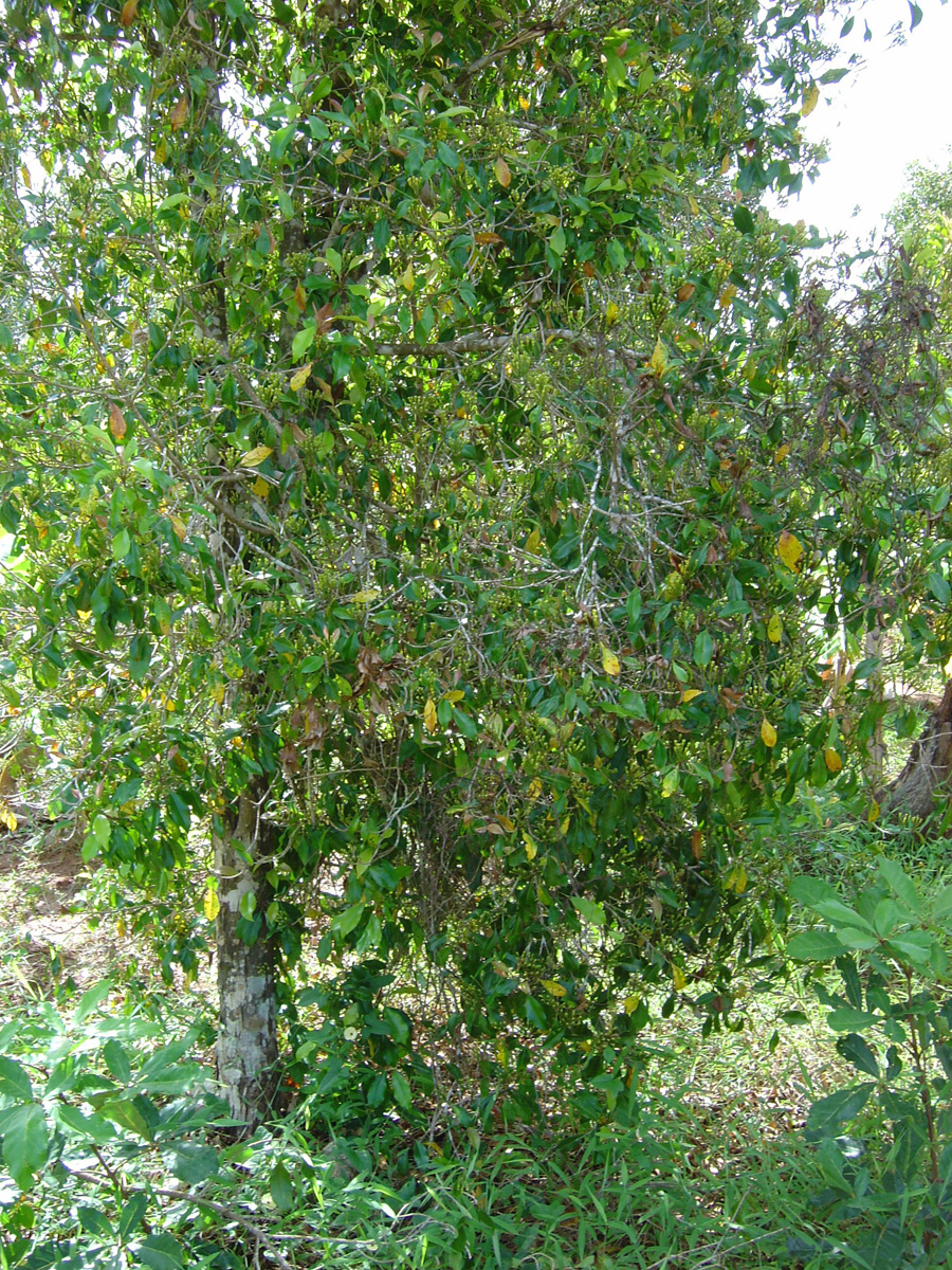 Spice Tour, Cloves