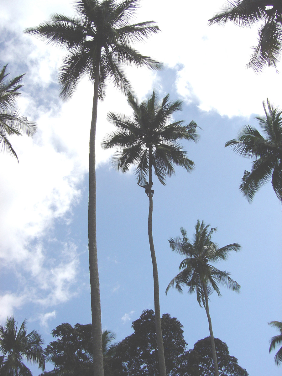 Spice Tour, Singing Coconut Climber