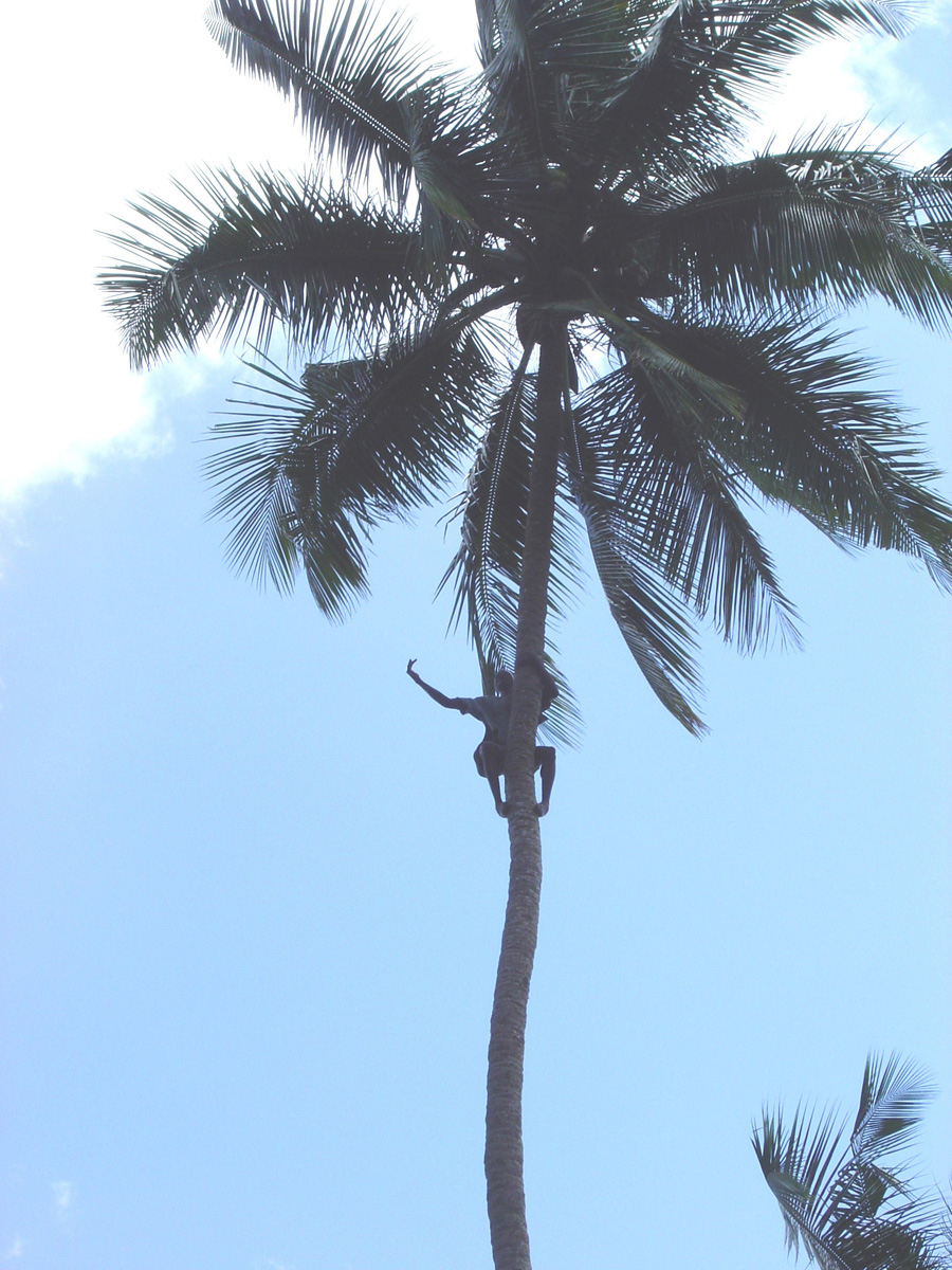 Spice Tour, Singing Coconut Climber
