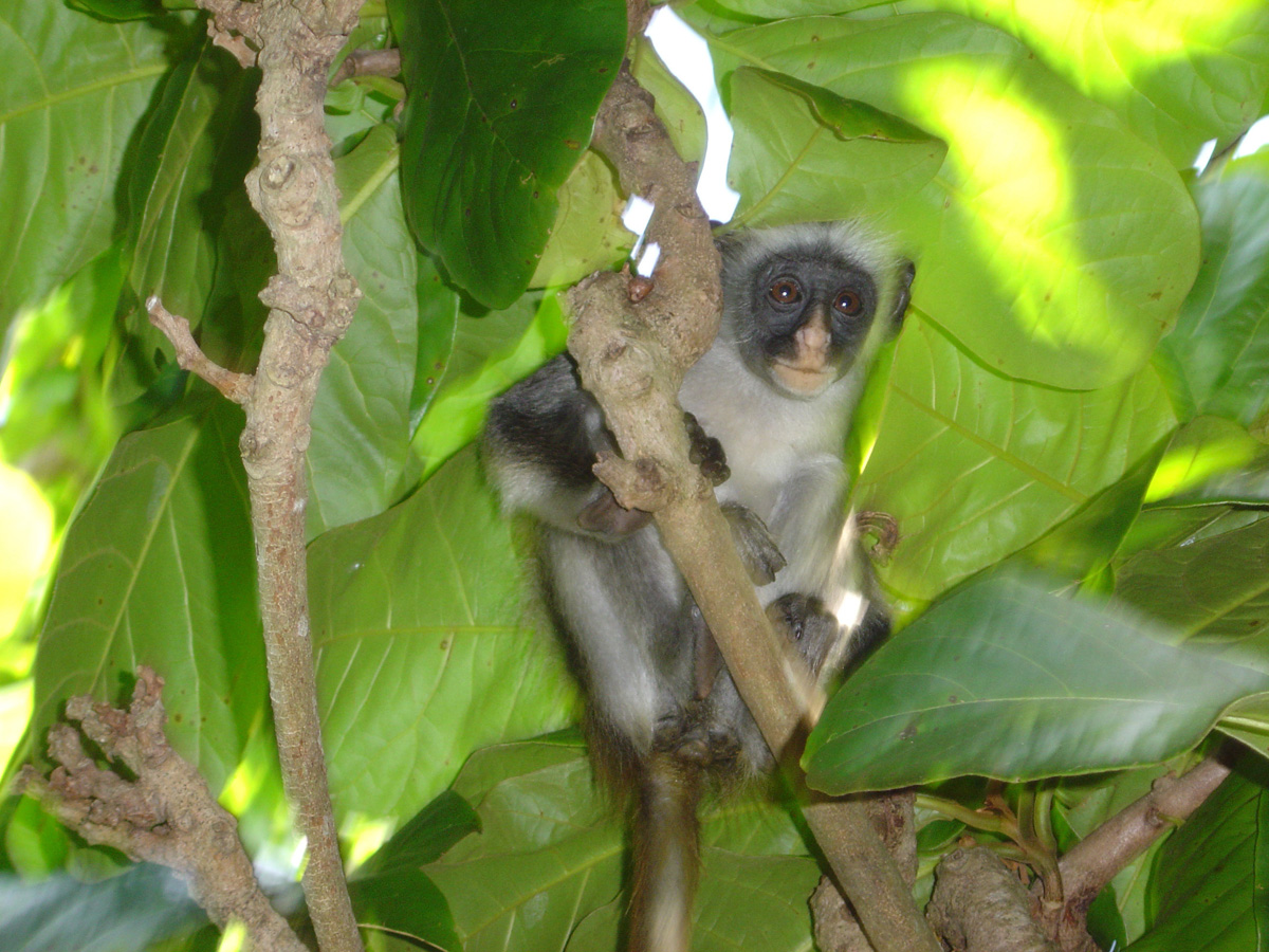 Jozani Forest + Red Colobus Monkeys