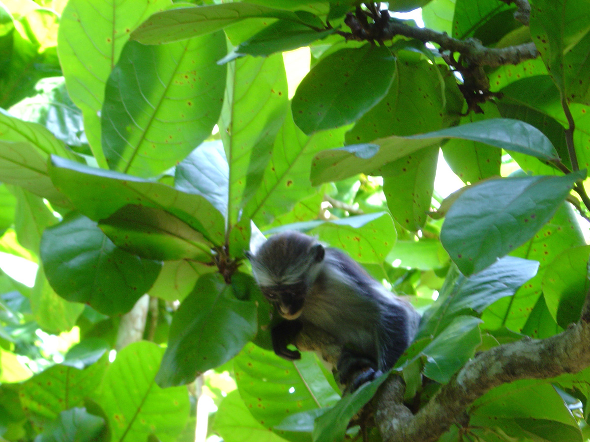 Jozani Forest + Red Colobus Monkeys