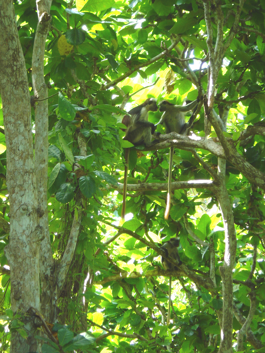 Jozani Forest + Red Colobus Monkeys