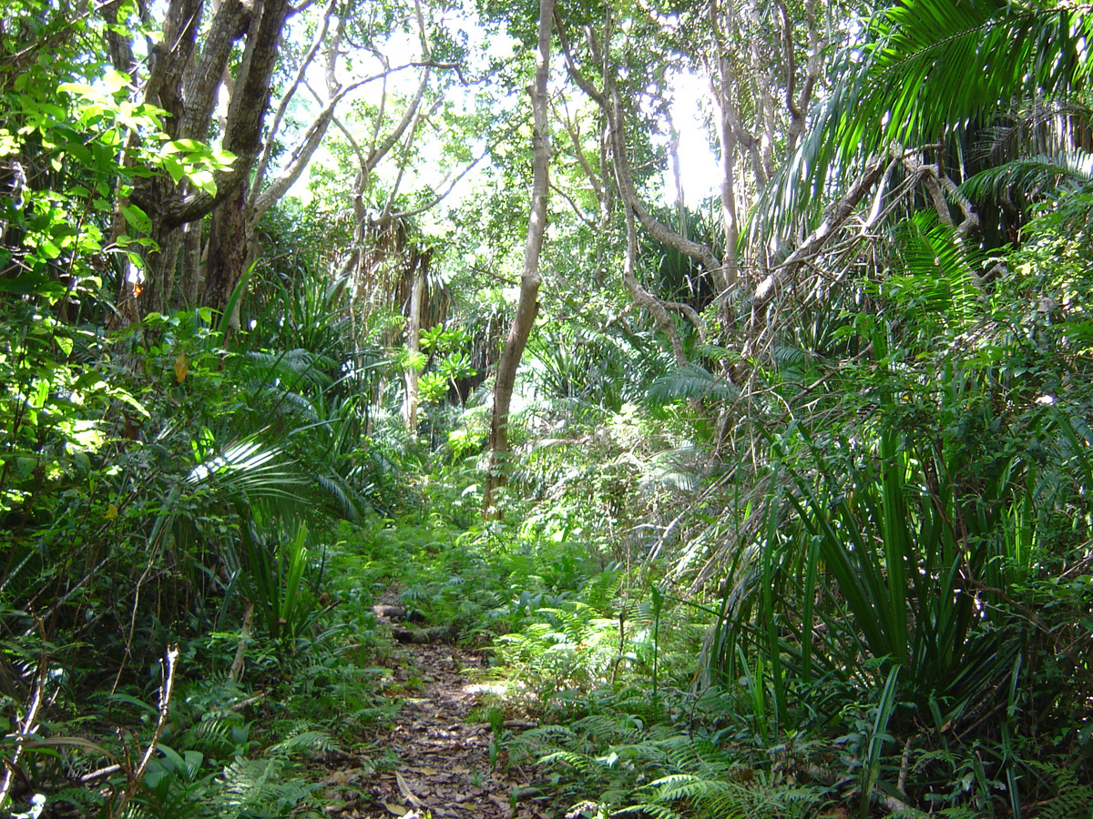Jozani Forest + Red Colobus Monkeys