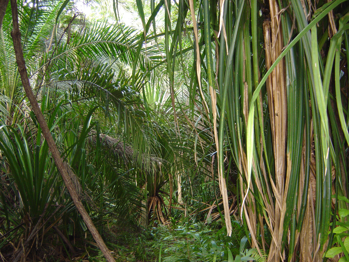 Jozani Forest + Red Colobus Monkeys
