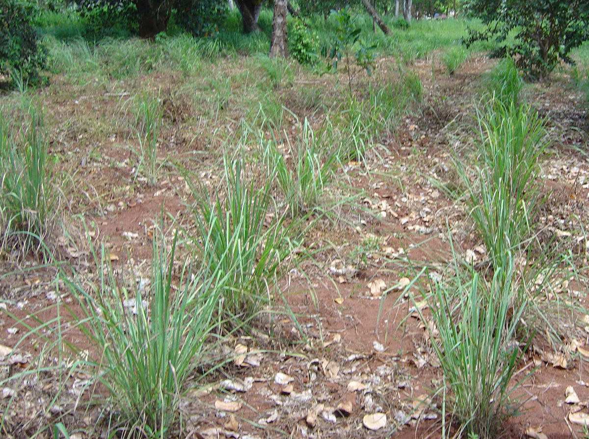 Spice Tour, Lemon Grass