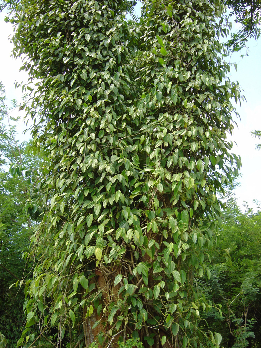 Spice Tour, Black/White Pepper Vine
