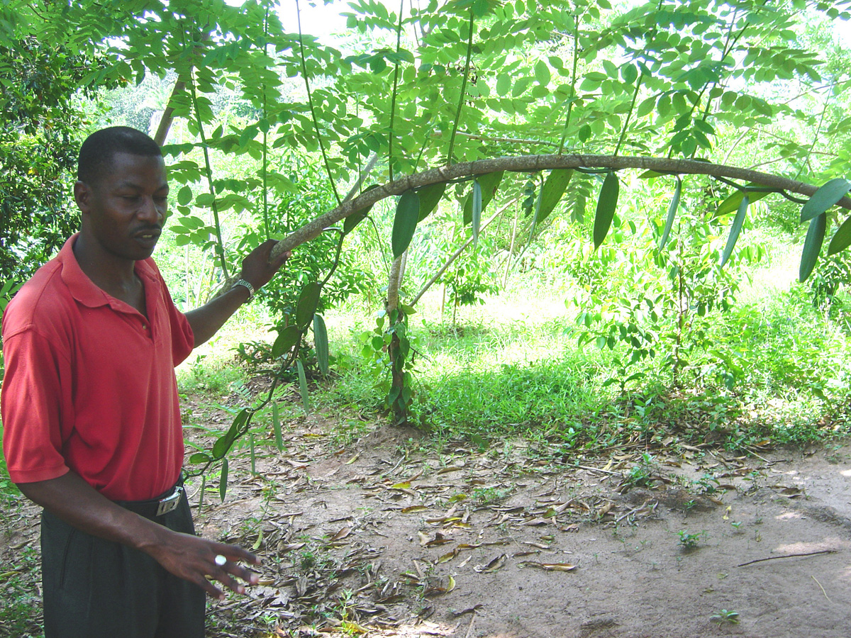 Spice Tour, Vanilla Vine