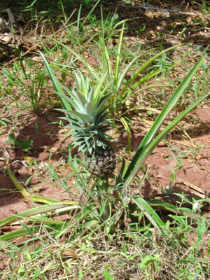 Pineapple, Spice Tour, Zanzibar 2003