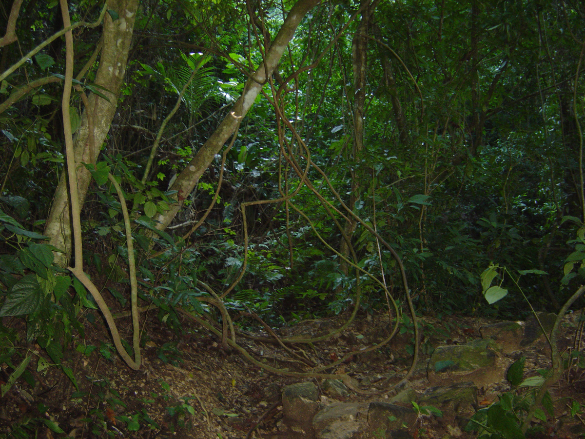 Palenque, Jungle
