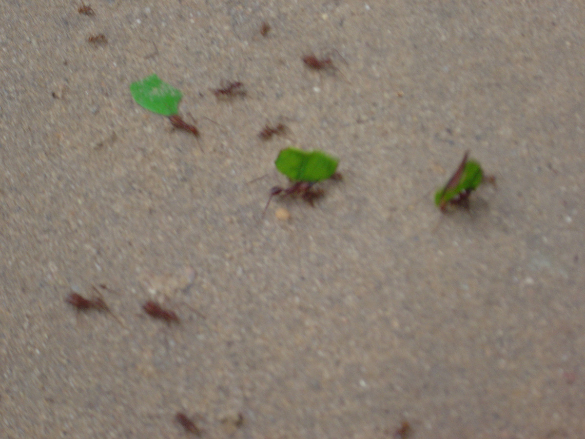 Parque Museo de la Venta, Leaf-cutter ants