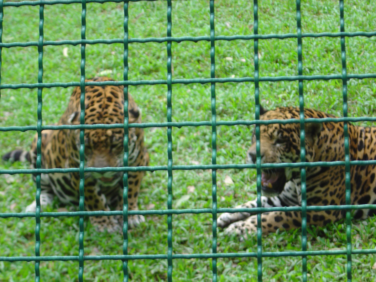 Parque Museo de la Venta, Jaguars