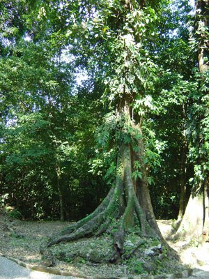 Tree with buttresses., Palenque, Mexico 2004