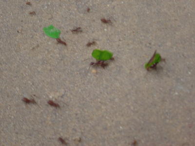 Leaf-cutter ants, Parque Museo de la Venta, Mexico 2004