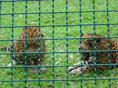 Jaguars, Parque Museo de la Venta, Mexico 2004
