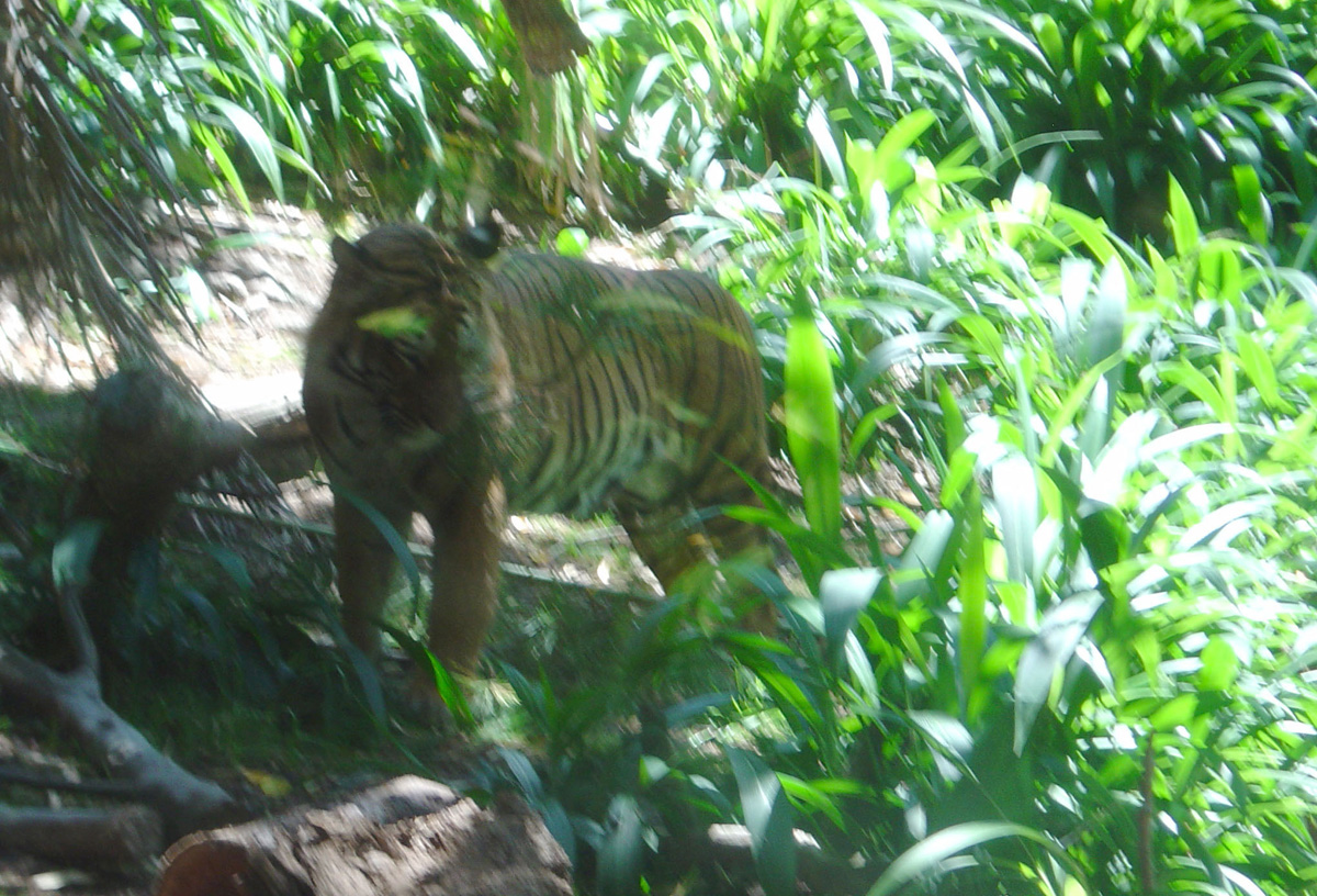 San Diego Zoo July 2005, Tiger I