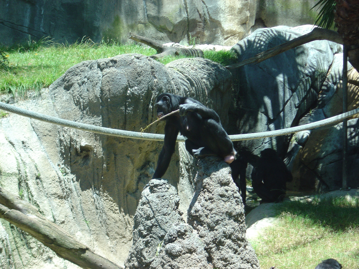 San Diego Zoo July 2005, Bonobo Fishing II