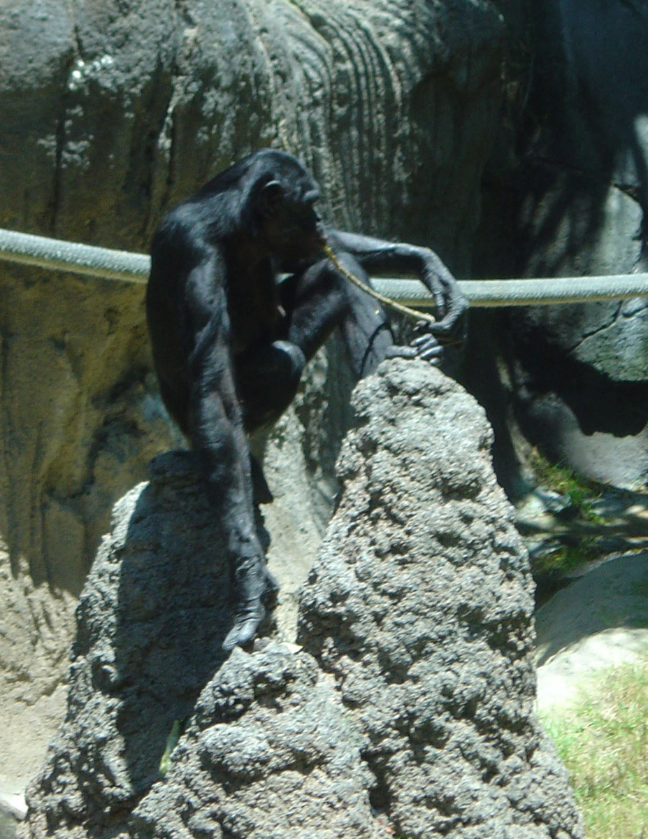 San Diego Zoo July 2005, Bonobo Fishing III