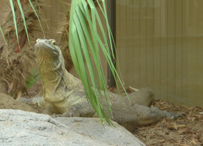 Komodo Dragon I, San Diego Zoo July 2005