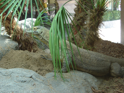 Komodo Dragon II, San Diego Zoo July 2005