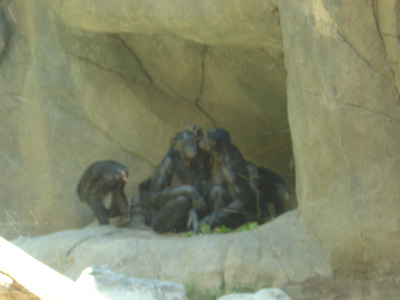 Bonobos, San Diego Zoo July 2005