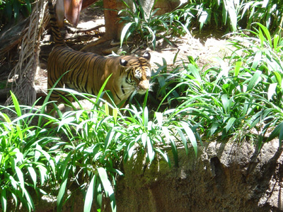 Tiger II, San Diego Zoo July 2005