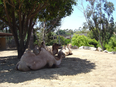 Charming Camels, San Diego Zoo July 2005