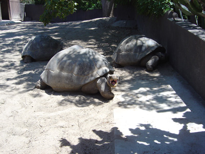 Senatorial Galapogos Tortoise, San Diego Zoo July 2005