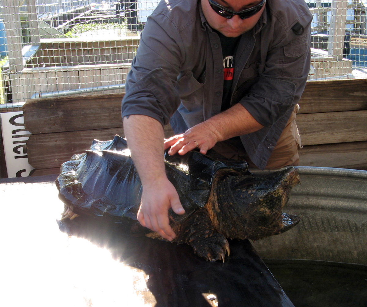 Swamp & Bayou Tour, Alligator Snapping Turtle