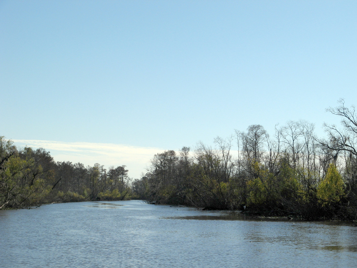 Swamp & Bayou Tour, Bayou
