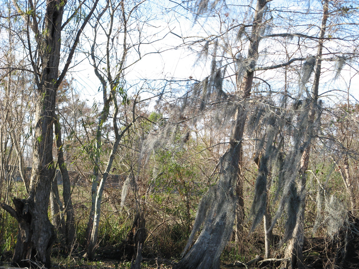 Swamp & Bayou Tour, Cypress with Spanish Moss