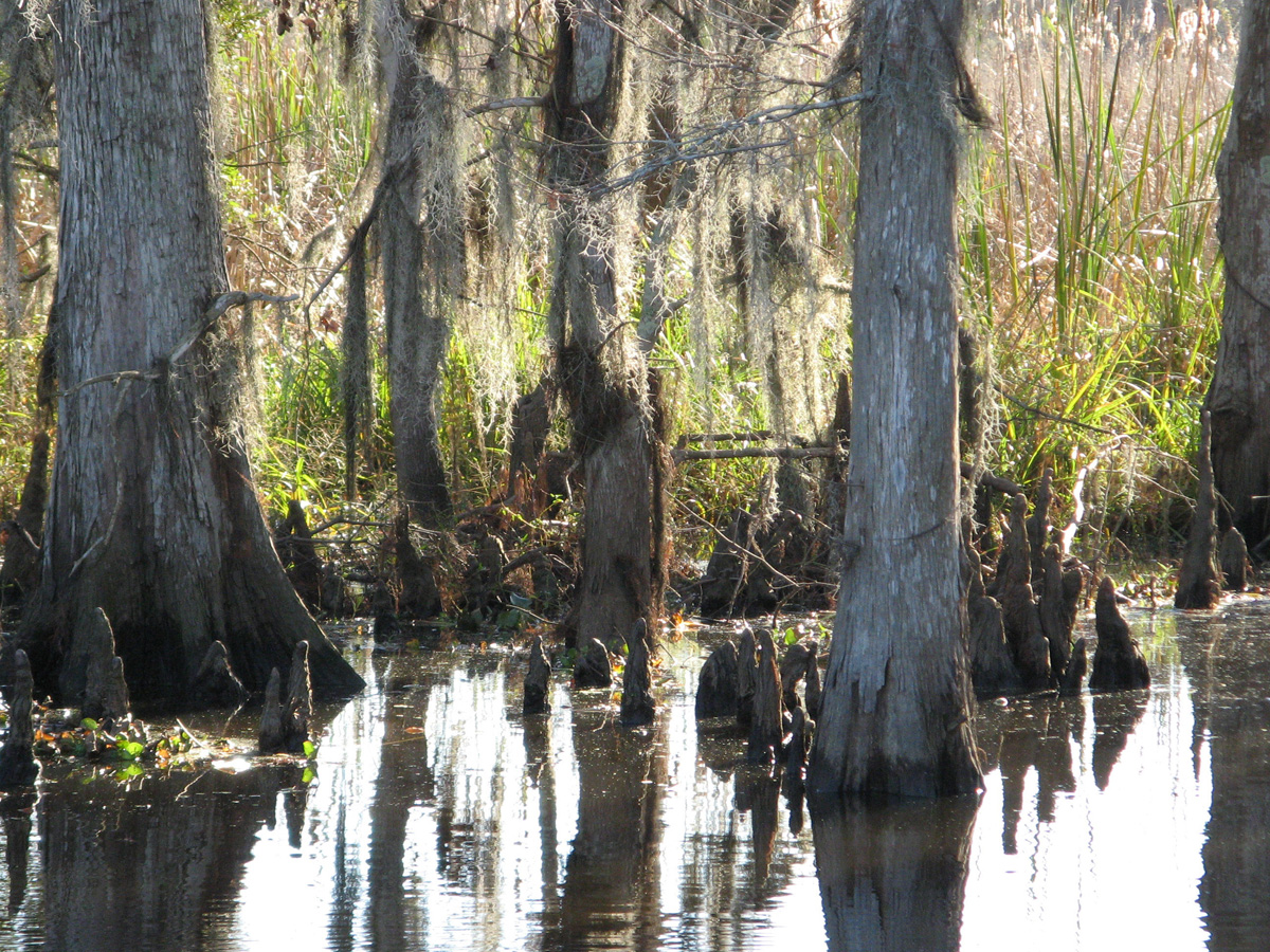 Swamp & Bayou Tour, Swamp Cypress Note projecting roots and spanish moss.