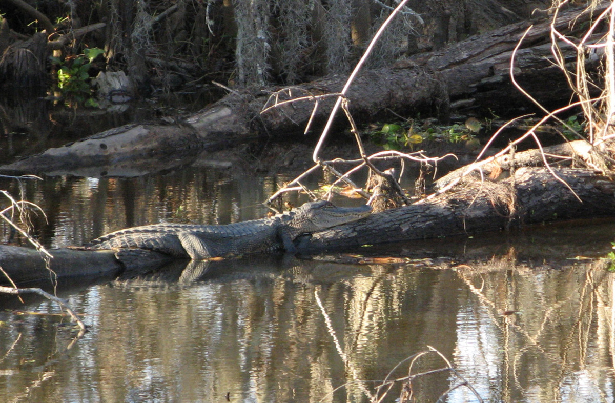Swamp & Bayou Tour, Basking Alligator
