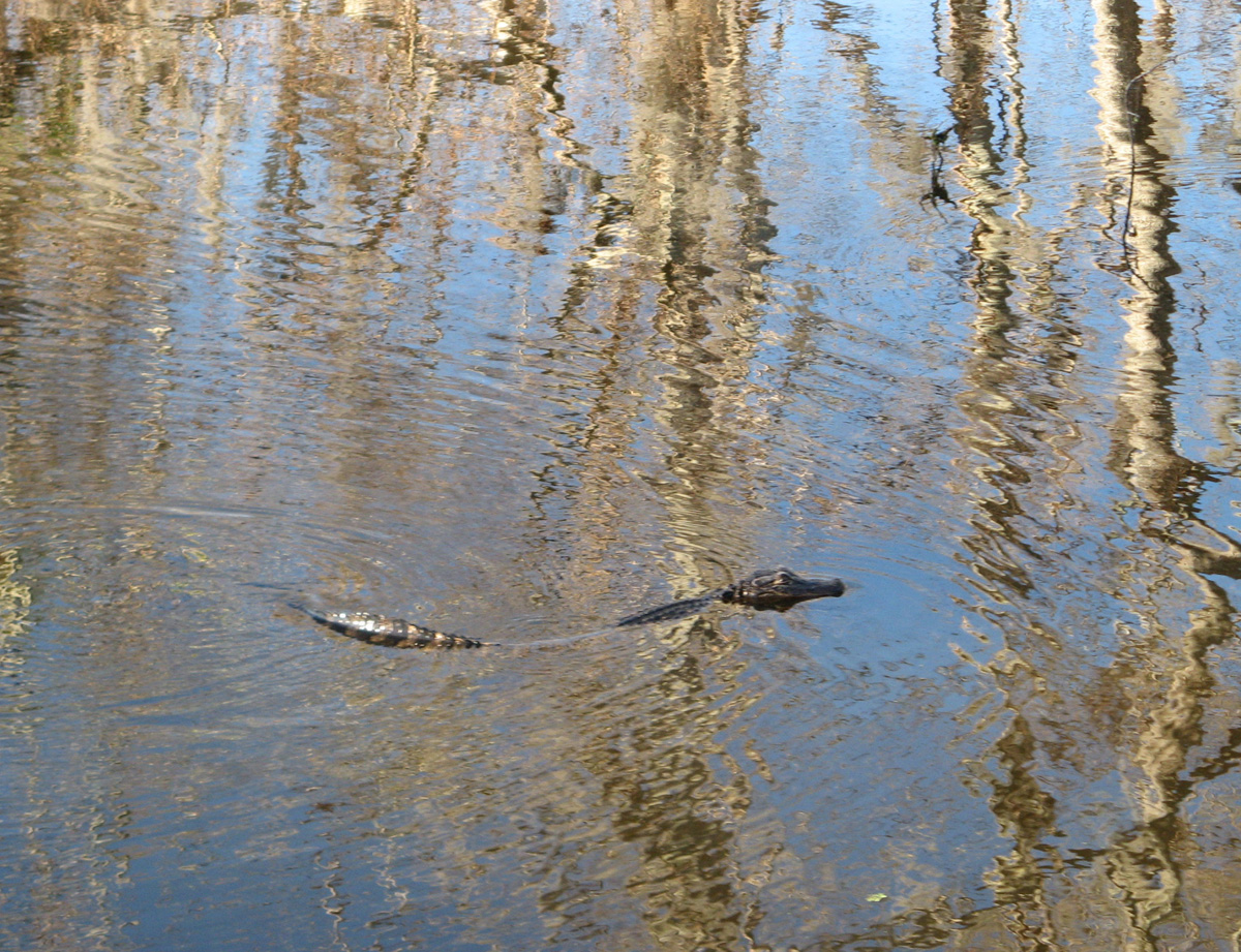 Swamp & Bayou Tour, Little Alligator