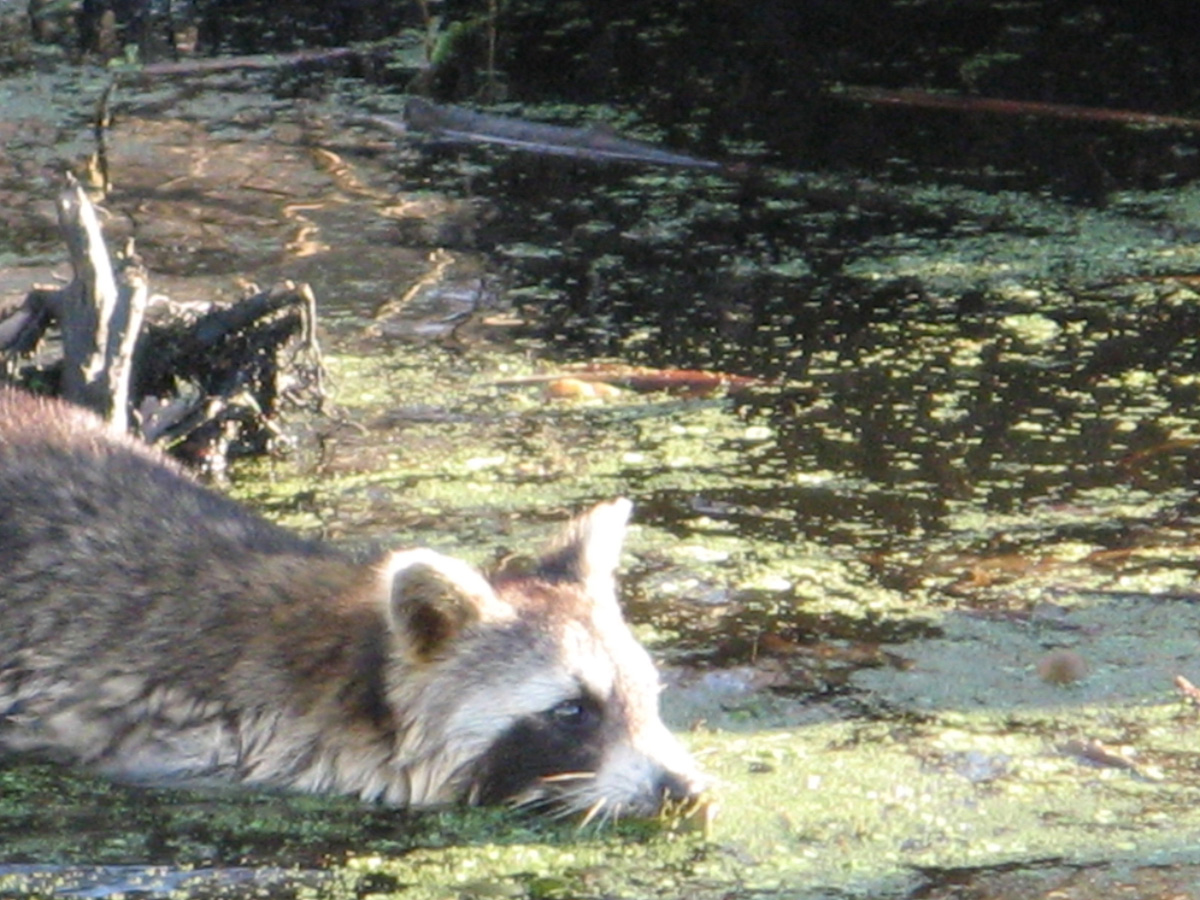 Swamp & Bayou Tour, Racoon stalking a Marshmallow
