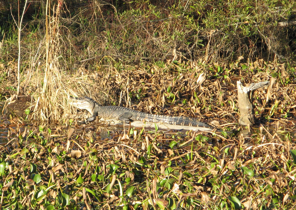 Swamp & Bayou Tour, Mid-sized Alligator