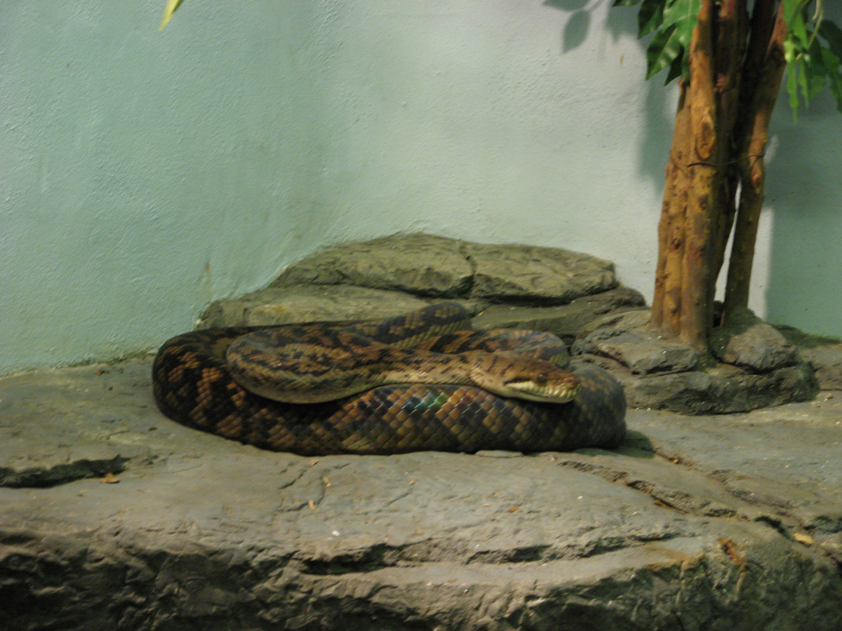 Audubon Zoo, Amethystine Python