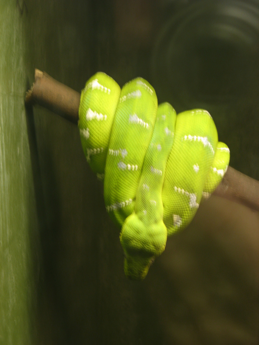 Audubon Zoo, Emerald Tree Boa