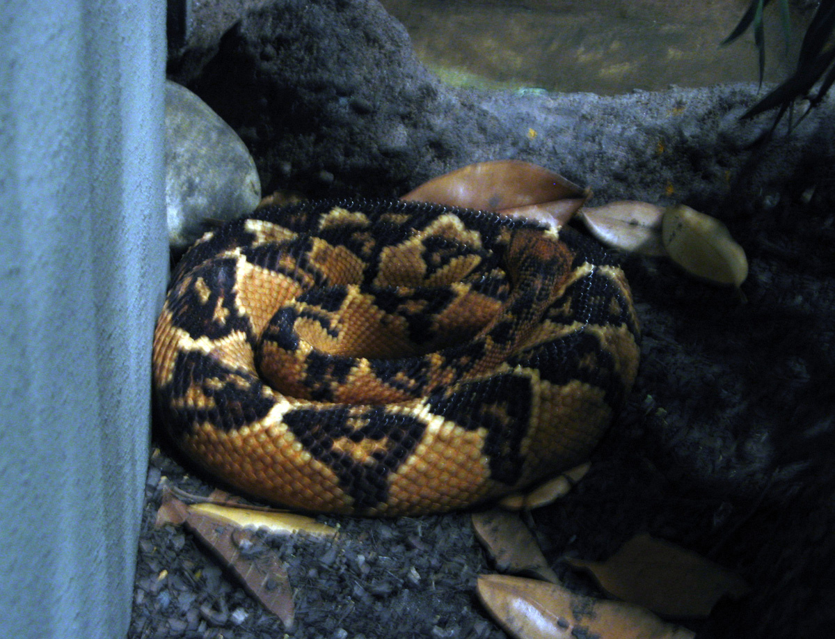 Audubon Zoo, Bushmaster