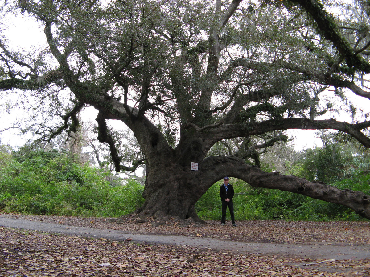 Audubon Zoo, Louisiana Live Oak + Scotsman