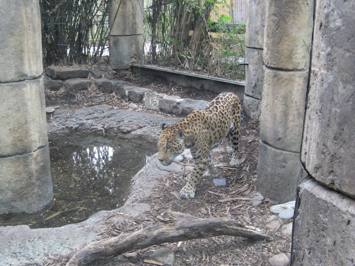 Audubon Zoo, Jaguar, in palatial enclosure